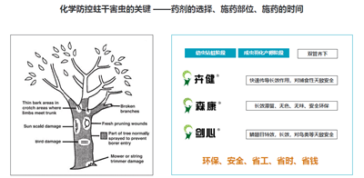 成都苗圃小编推荐；苗木防治天牛，这可能是目前最好的方法