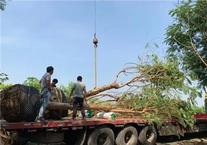 成都苗木基地小编推荐；苗木经纪人从入门到精通必读