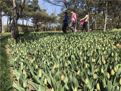 建花园是个坑？如何避坑？答案在这里|成都花木基地行业探讨