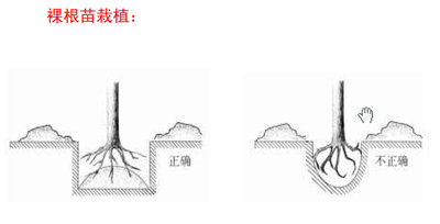 成都苗木基地小编谈：苗木移栽复壮，这么做就对了！