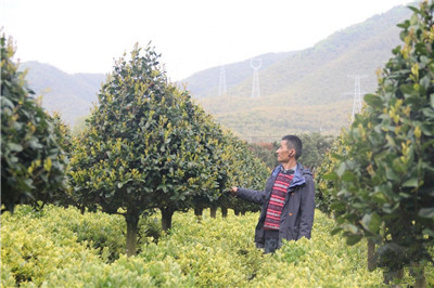 成都苗圃协会行业动态：15年，种出千株“巨无霸”红叶石楠柱