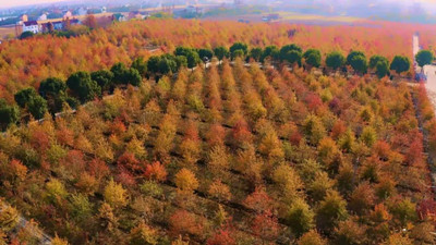 成都苗圃基地小编谈；上海阿哥的“新优特”苗圃炼成记