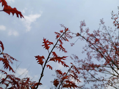 成都苗圃基地小编谈；上海阿哥的“新优特”苗圃炼成记