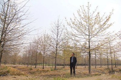 成都苗圃基地小编谈；上海阿哥的“新优特”苗圃炼成记