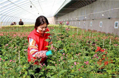 成都花木基地行业动态|富民科技园60万株多头菊迎销售高峰