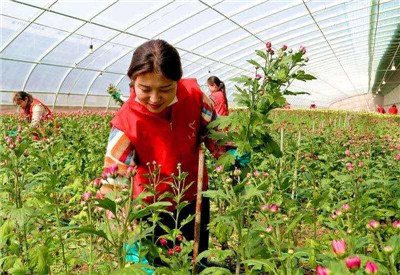 成都花木基地行业动态|富民科技园60万株多头菊迎销售高峰