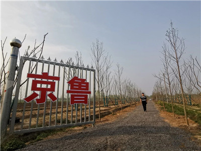 成都苗木协会行业达人|好喝好玩的90后，如何变身苗木圈的“勇者奇兵”