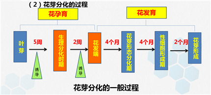 成都苗木协会虫害防治推广|治杨柳飞絮，如何一治就灵