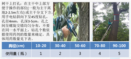 成都苗木协会虫害防治推广|治杨柳飞絮，如何一治就灵