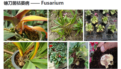 成都苗圃基地小编推荐，高效防治苗木植物根茎部病害方法