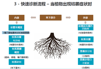 成都苗圃基地小编推荐，高效防治苗木植物根茎部病害方法