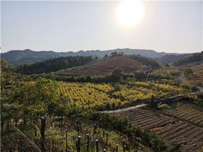 成都苗圃协会行业资讯|这家乡土彩叶植物的花木企业，竟藏宝地！