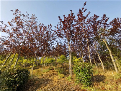 成都苗圃协会行业资讯|这家乡土彩叶植物的花木企业，竟藏宝地！