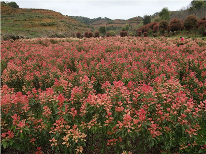 成都苗圃协会行业资讯|这家乡土彩叶植物的花木企业，竟藏宝地！