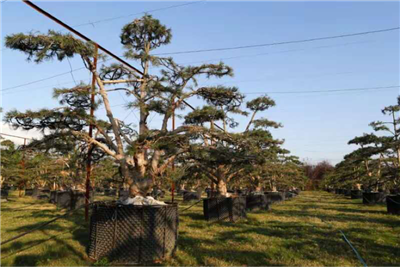 2020年了和成都苗圃基地小编一起看苗圃经营的发展之路