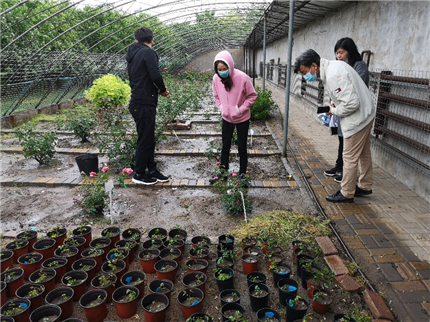 成都花木基地推荐，专攻盐碱的花木专家