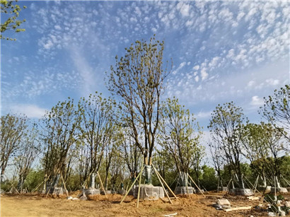 成都苗圃基地行业资讯|苗木之乡青年如何凭一招“弯道超车”？