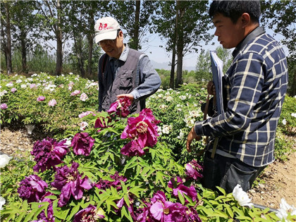 成都苗圃基地推荐资讯：牡丹新品种蕴藏着巨大商机