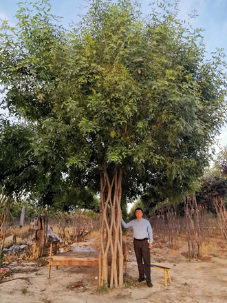 成都温江苗圃协会推荐“孔愣子”的造型树