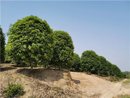 成都苗圃基地行业资讯|打破苗木经纪人“3000万魔咒，他是怎么做的？