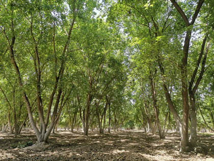 成都花木基地小编带你参观；鸿美老孟苗圃的丛生元宝枫