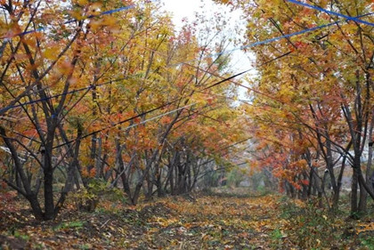 成都花木基地小编带你参观；鸿美老孟苗圃的丛生元宝枫