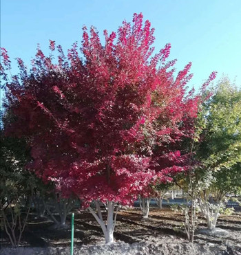 成都花木基地小编带你参观；鸿美老孟苗圃的丛生元宝枫