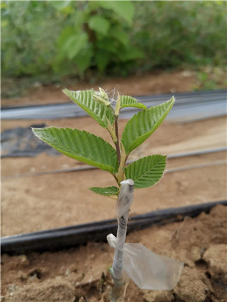 成都花木基地小编谈；论苗木行业的内销与外销