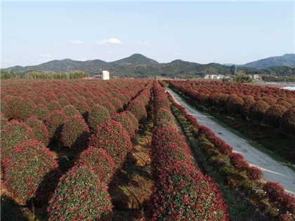 成都苗圃基地小编谈；先把苗养好，再考虑赚钱的事！