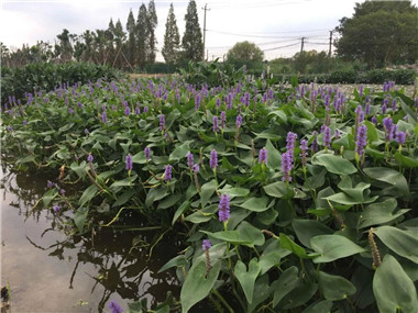 成都苗圃基地小编谈；水生植物产业面临的五大问题，可以这样应对