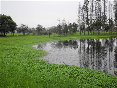 成都苗圃基地小编谈；水生植物产业面临的五大问题，可以这样应对