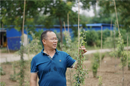 成都苗圃基地行业动态，有个人砍掉了上百亩垃圾苗木