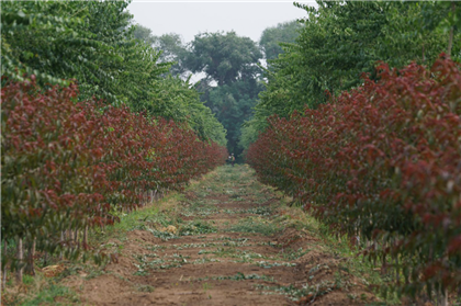 成都苗圃基地行业动态，有个人砍掉了上百亩垃圾苗木