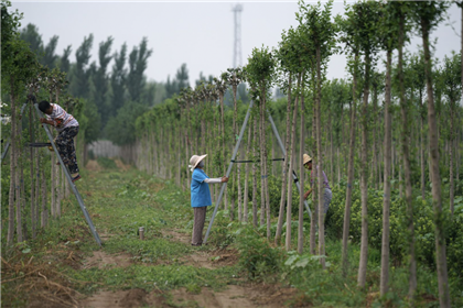 成都苗圃基地行业动态，有个人砍掉了上百亩垃圾苗木