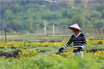 花木行业2020下半场，大考刚开始