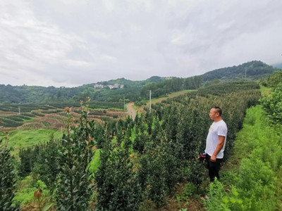 成都苗圃行业资讯；十年投资千万苗木，种出一片独一无二的风景