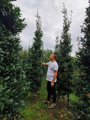 成都苗圃行业资讯；十年投资千万苗木，种出一片独一无二的风景