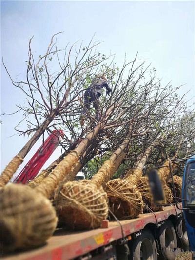 成都花木行业动态“香樟二哥”误入“植物王国”，然后……