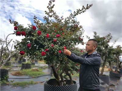 成都花木行业动态“香樟二哥”误入“植物王国”，然后……