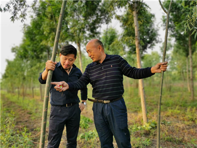 成都苗木基地行业资讯； 追踪“柳痴”：经营“冬眠”，靠借贷款做育种