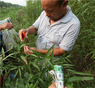 成都苗木基地行业资讯； 追踪“柳痴”：经营“冬眠”，靠借贷款做育种