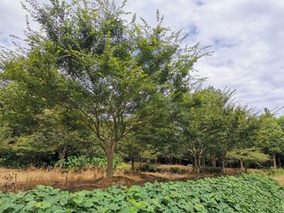 成都苗圃基地行业资讯|千株花木一夏卖空的秘诀