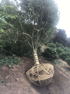 成都苗圃基地行业资讯|千株花木一夏卖空的秘诀