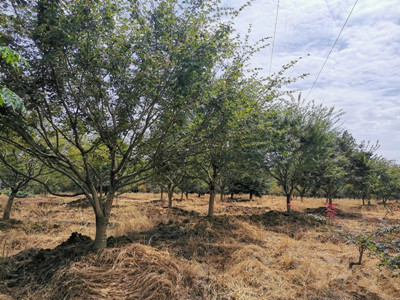 成都苗圃基地行业资讯|千株花木一夏卖空的秘诀