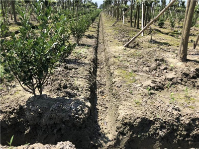 成都苗圃基地行业动态；靠脑子种树，让他苗木销售年入千万