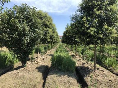 成都苗圃基地行业动态；靠脑子种树，让他苗木销售年入千万