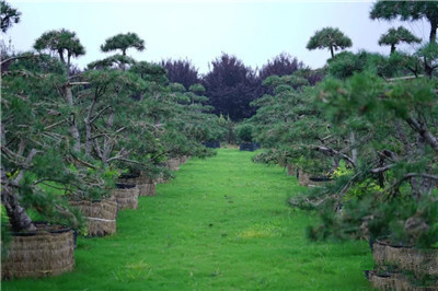 成都苗木基地小编给带你游历白皮松发源地