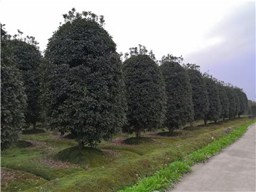 成都苗圃基地行业动态；先抑后扬，上半年温江花木卖了12亿