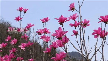 成都苗木基地小编谈；玉兰在华北难种难活栽植细节