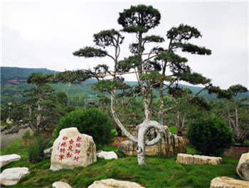 成都花木基地推荐资讯，他探索的这条路，让4米高白皮松的价格翻了近10倍